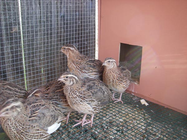 Quails venturing out of the shelter.