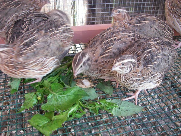 Quails snacking on some weeds!  They're great little garbage disposals =)