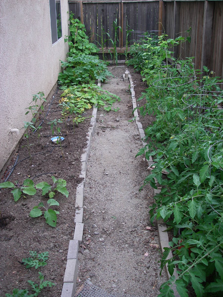Mostly tomatoes on the right, eggplants, sunflowers, squashes, and cucmbers on the left.