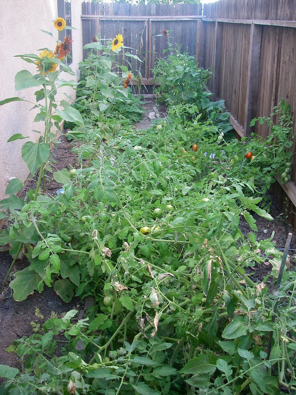 Too much tomato growing...too little support
