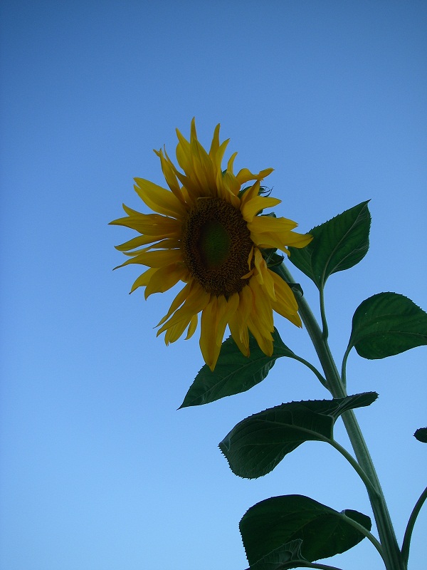 This sunflower is nine feet tall and has a flower as big as your FACE.  Yes, YOUR face...