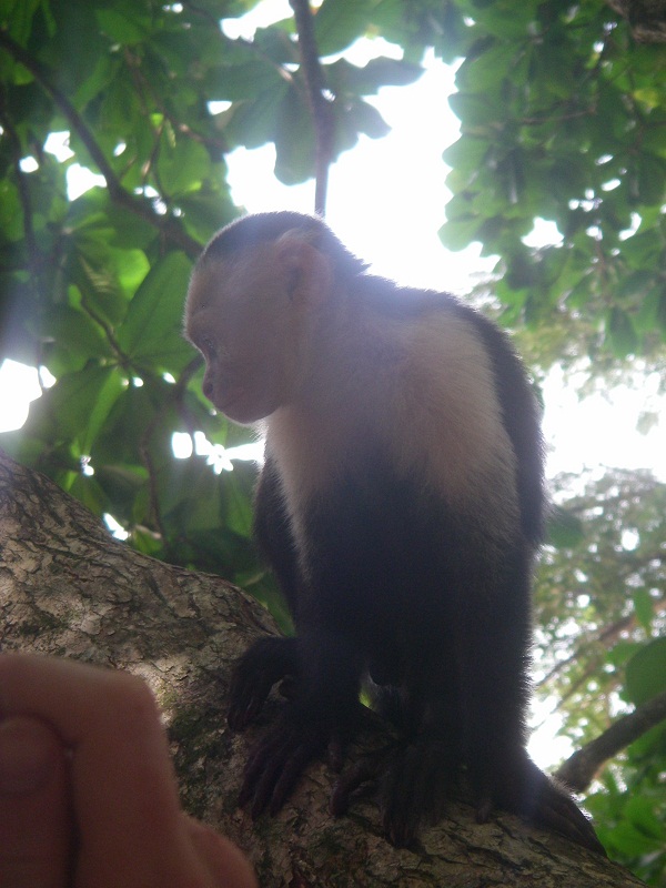 Gratuituous Monkey Photo
